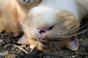 Кошка хрюкает при дыхании возможные причины непонятных звуков