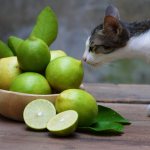 Cat and limes