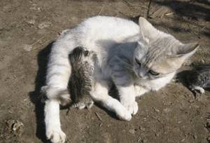 Кошка кормит котёнка