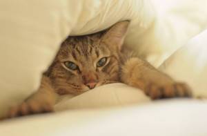 Кошка мяукает и прячется под одеяло