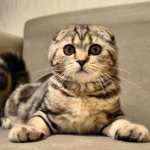 Кошка на диване