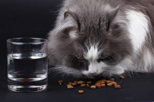 Кошка не ест сухой корм из-за грязной миски