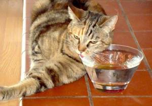 кошка не пьет воду