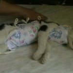 кошка после операции на подстилке