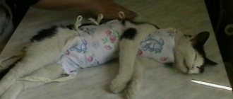 кошка после операции на подстилке