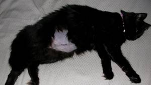 кошка после операции по удалению пиометры