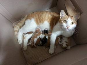 кошка после родов с котятами
