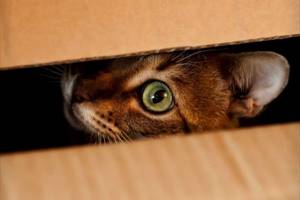 Кошка прячется в темные места: что делать, причины