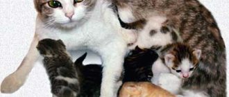 Cat with kittens