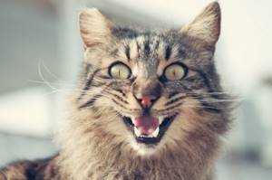 кошка с открытым ртом фото