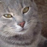 Кошка смотрит