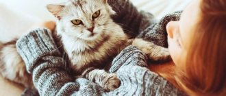 кошка топчет вас лапками