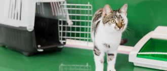 Кошка выходит из переноски фото