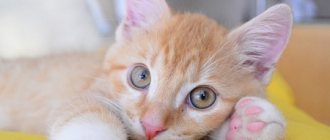 Кошка