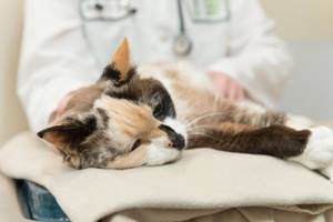 Кошкам, организм которых ослаблен из-за инфекционного заболевания, давать Празител не рекомендуется