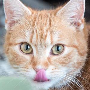 Кошкам с аллергией котэрвин нужно давать осторожно