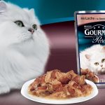 Кошки каких пород снимаются в рекламе кошачьего корма