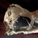 cats mystical creatures