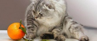 Кошки не переносят запах цитрусовых