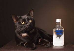 Кошки не переносят запах спирта и алкогольных продуктов