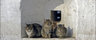 Кошки сидят в монастырской стене