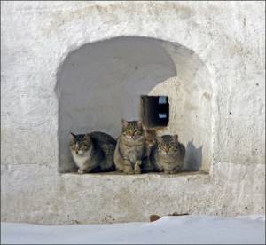 Кошки сидят в монастырской стене