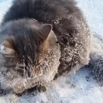 The cat is shaking - the main reasons