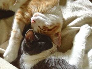 кот и кошка обнимаются
