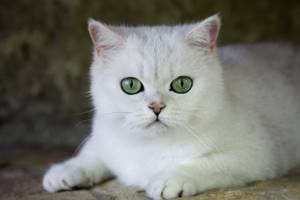 Кот Коби порода - описание и характер