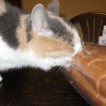 Кот кушает хлеб