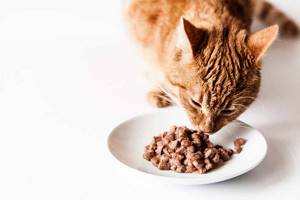 Кот кушает корм