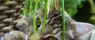 Кот лежит под цветком