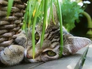 Кот лежит под цветком