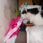 The cat licks the package