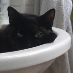 the cat loves olives, can I give them