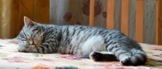 кот на столе на солнце