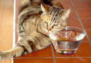 Кот не любит пить воду из поилки