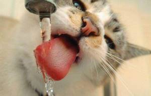 кот не пьет воду