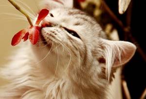 кот обнюхивает цветок