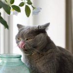 Кот пьёт из банки