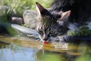 кот пьет воду на природе