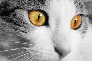 Кот с желтыми глазами