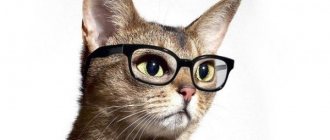 The cat is blind