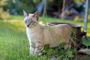 Кот в огороде