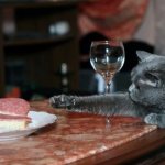 Кот ворует еду со стола