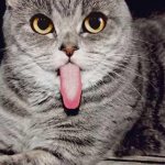 The cat stuck out his tongue
