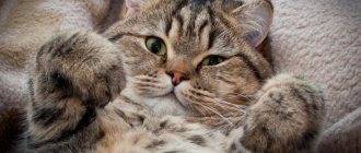 cat