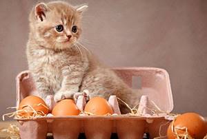 Котенок и яйца