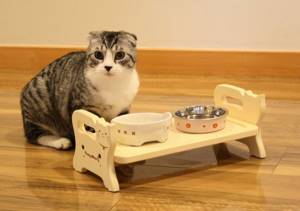 Котенок может отказываться от корма если миска грязная или плохо пахнет