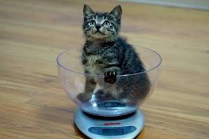 Котенок на кухонных весах